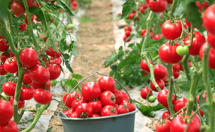 Tutku Tarım, domates seraları için jeotermal kaynak arayacak