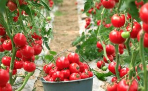 Tutku Tarım, domates seraları için jeotermal kaynak arayacak